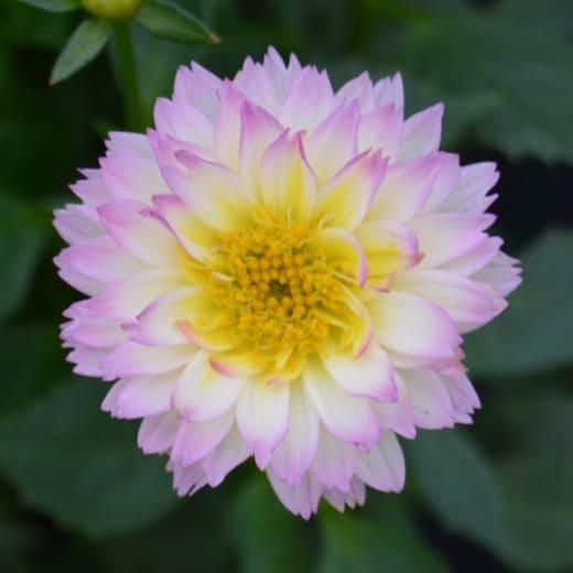 dahlia