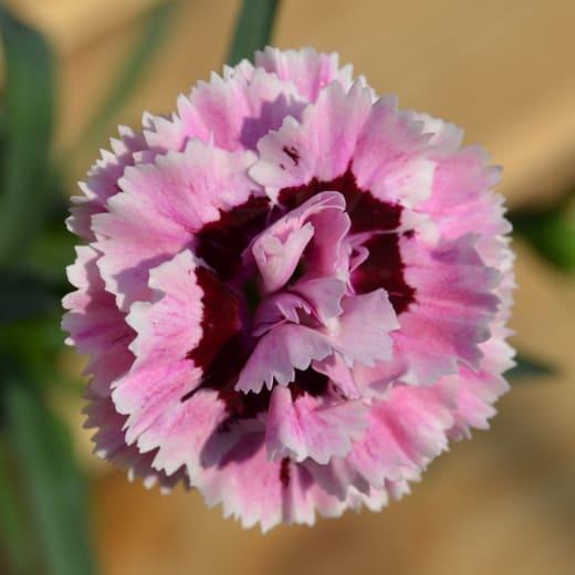 dianthus