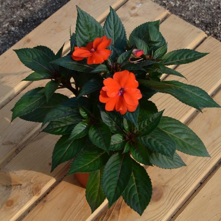 impatiens