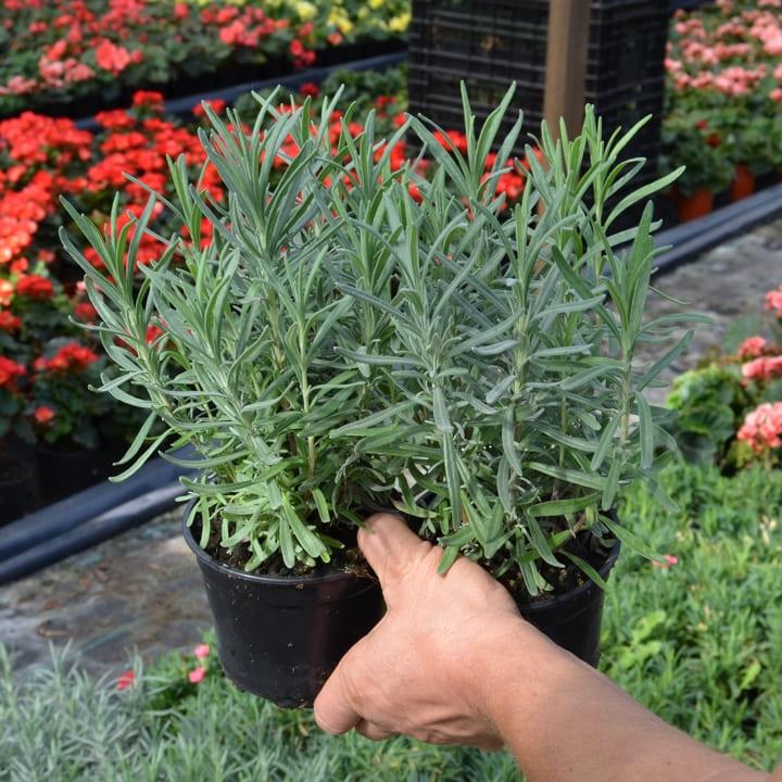 lavandula