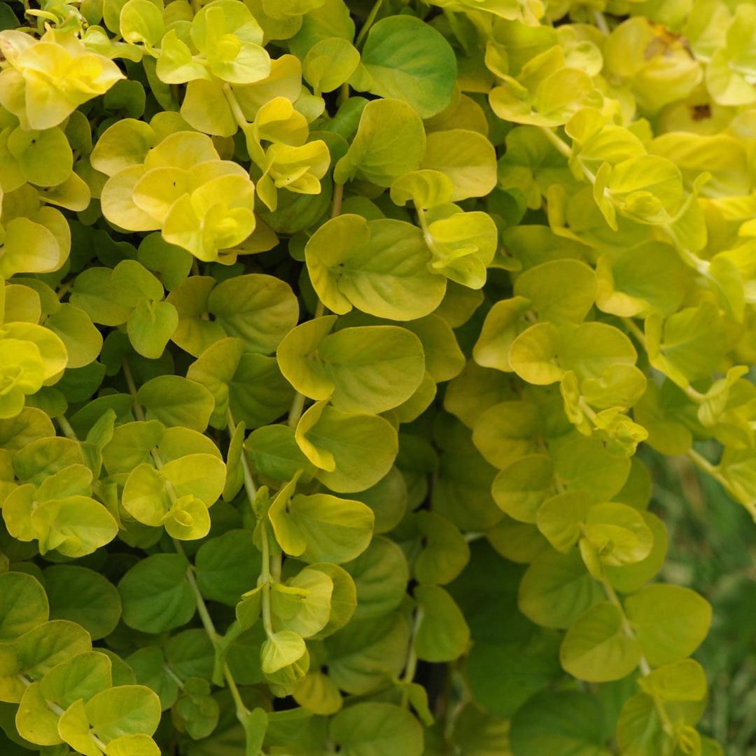 lysimachia