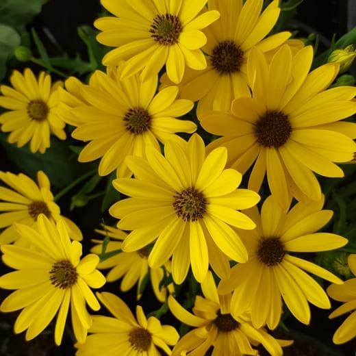 osteospermum