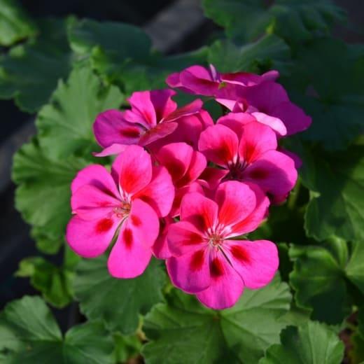 pelargonium