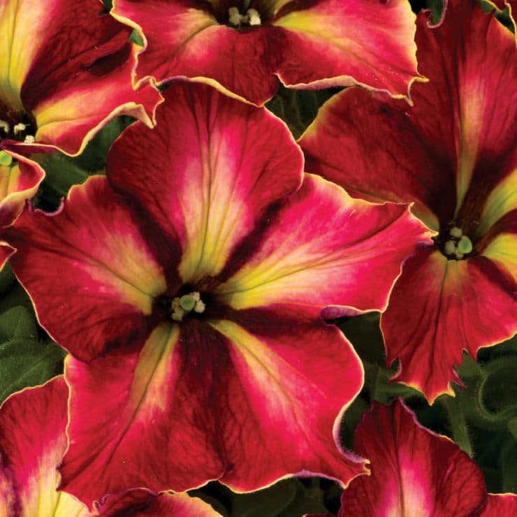 crazytunia