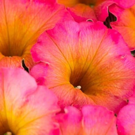 flower shower