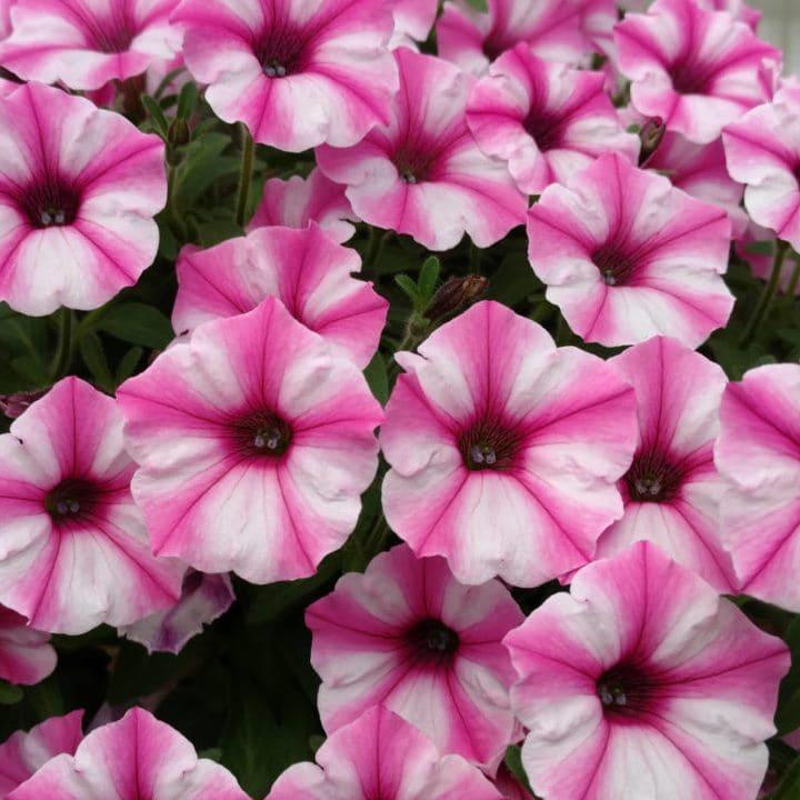 supertunia