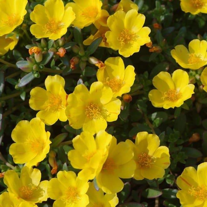 portulaca