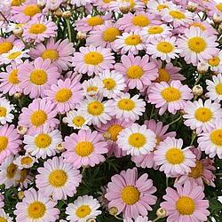 Аргирантемум розовый - Argyranthemum Angelic Baby Pink