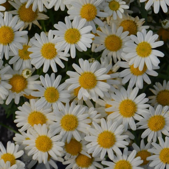 Аргирантемум белый - Argyranthemum Angelic White