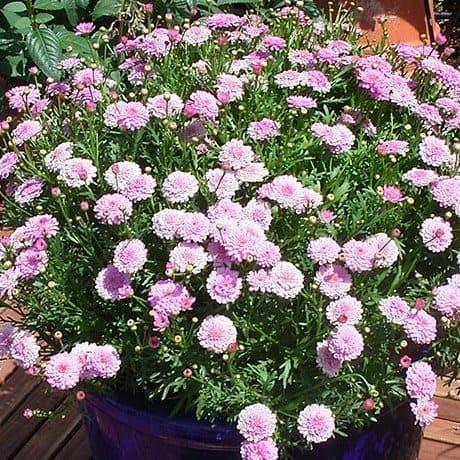 Аргирантемум розовый махровый - Argyranthemum Percussion Double Pink