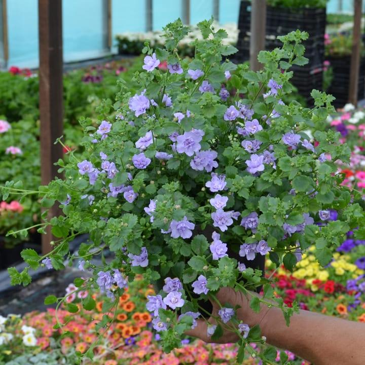 Бакопа махровая цвета лаванды - Bacopa Double Lavender