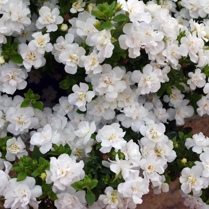 Бакопа белая махровая - Bacopa Double Snowball