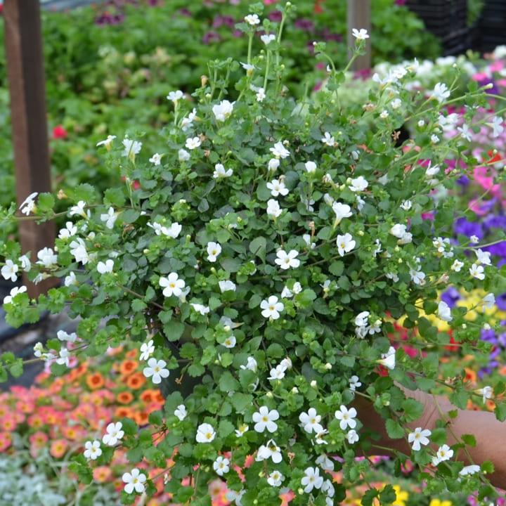 Бакопа белая - Bacopa Gulliver Dynamic White