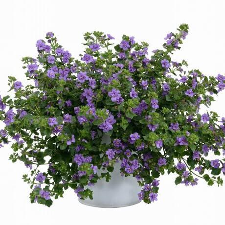 Бакопа фиолетово-синяя махровая от производителя. Bacopa Scopia Double ...