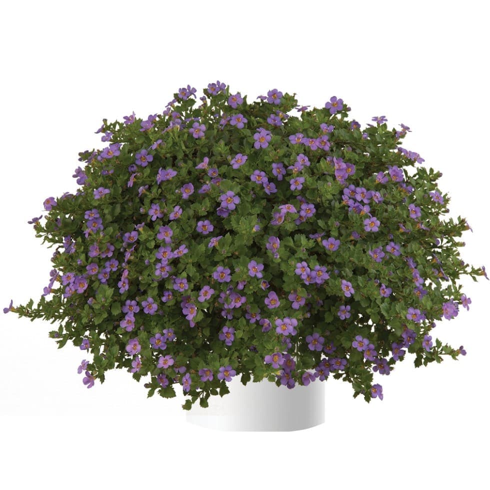 Бакопа Scopia Great Regal Blue - Bacopa Scopia Great Regal Blue
