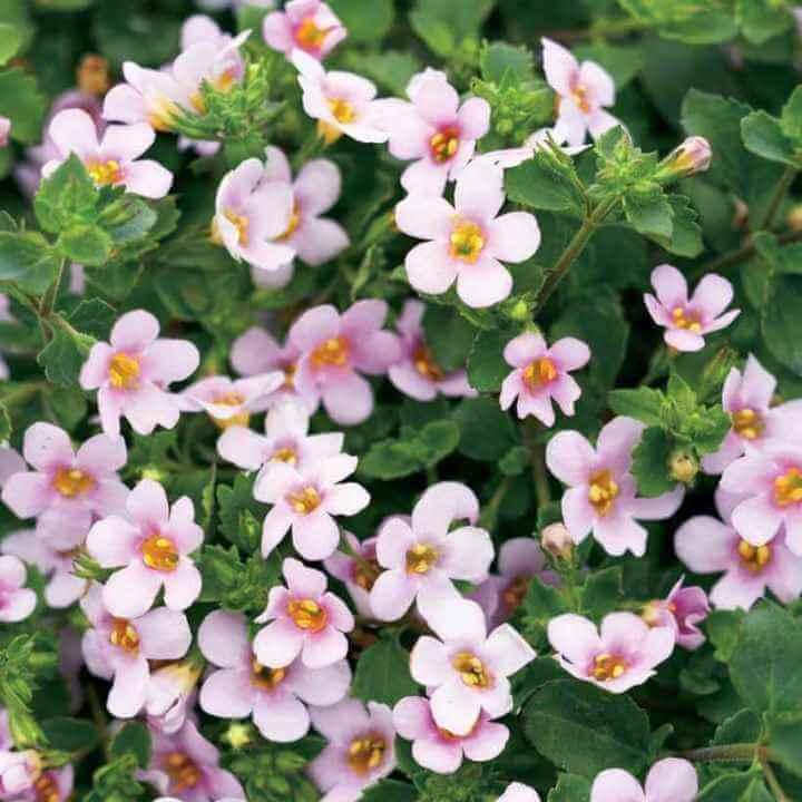 Бакопа розовая - Bacopa Scopia Guliver Pink Heart