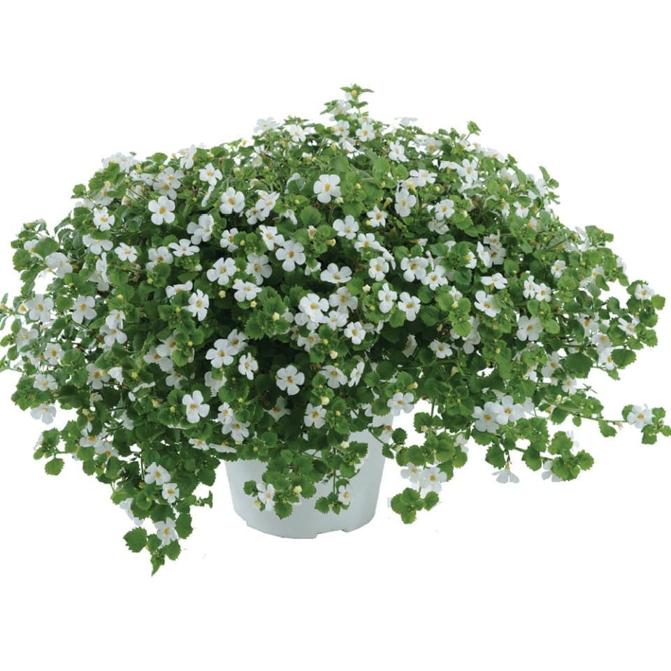 Бакопа Scopia Gulliver Dynamic White - Bacopa Scopia Gulliver Dynamic White