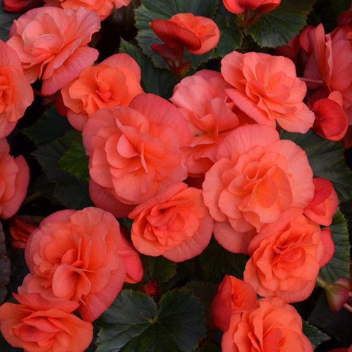 Бегония соления оранжевая - Begonia Solenia Orange