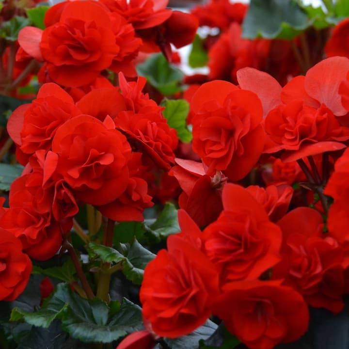 Бегония соления красно-оранжевая - Begonia Solenia Red Orange