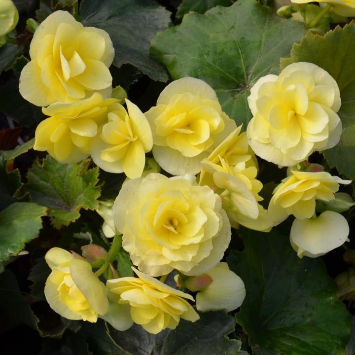 Бегония соления желтая - Begonia Solenia Yellow