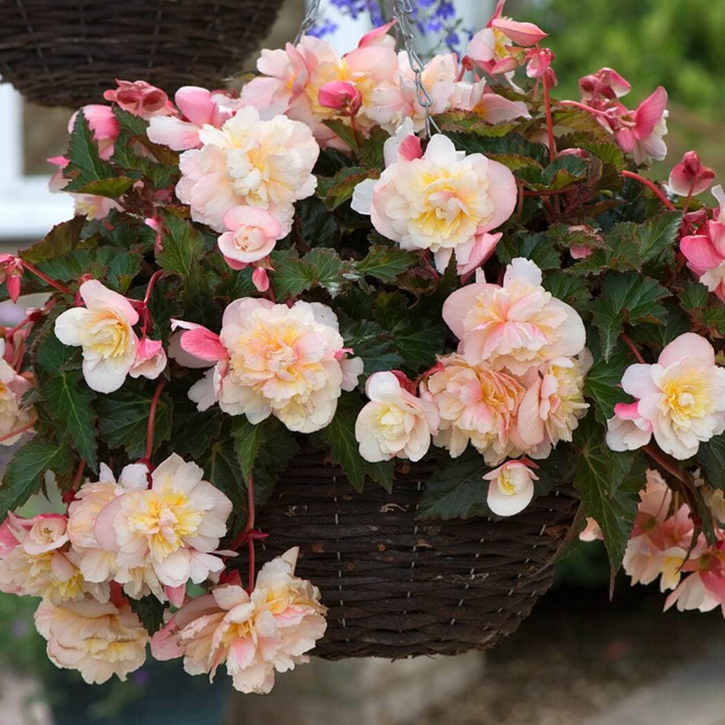 Бегония ампельная кремово-розовая - Begonia Sweetspice Appleblossom