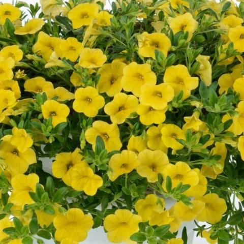 Калибрахоа Алоха Classic Goldrush - Calibrachoa Aloha Classic Goldrush