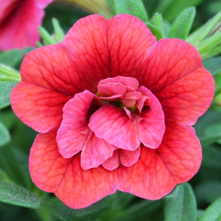 Калибрахоа Алоха махровая красная - Calibrachoa Aloha Double Cherry Red