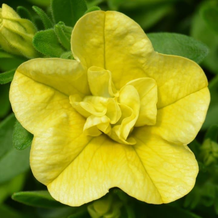 Калибрахоа Алоха махровая желтая - Calibrachoa Aloha Double Citric