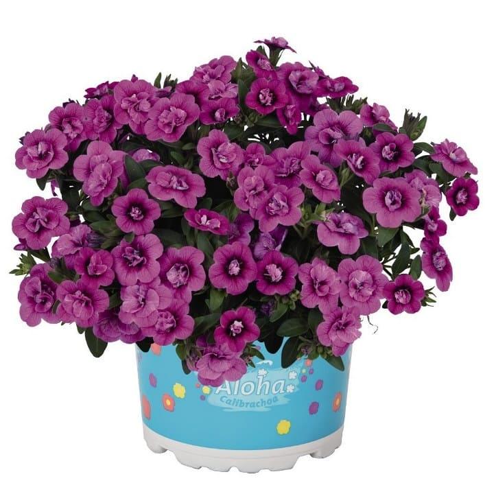 Калибрахоа темно-фиолетовая с темной серединой - Calibrachoa Aloha Double Dark Pink