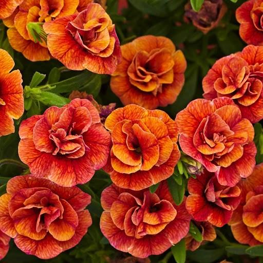 Калибрахоа Алоха махровая оранжевая - Calibrachoa Aloha Double Orange