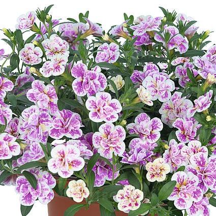 Калибрахоа Алоха махровая бело-фиолетовая - Calibrachoa Aloha Double Pink Blush