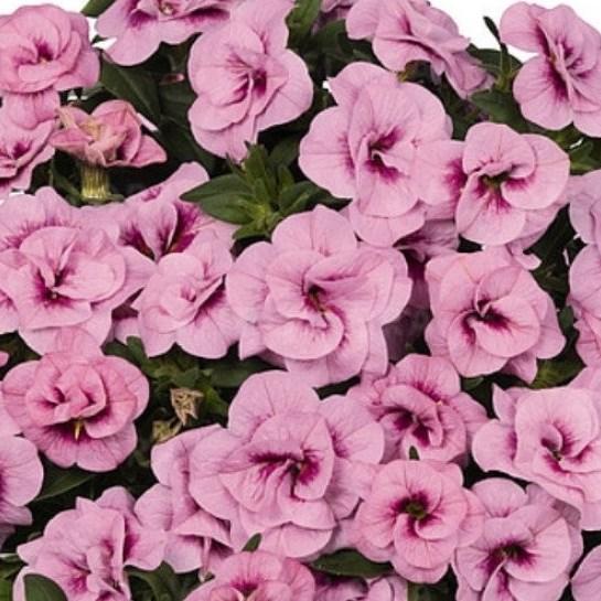 Калибрахоа Алоха махровая розовая - Calibrachoa Aloha Double Soft Pink Eye