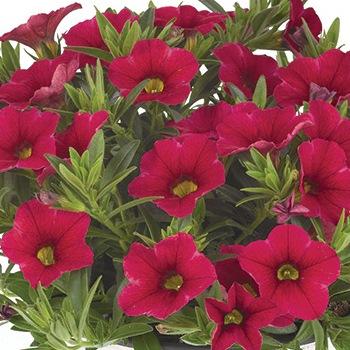 Калибрахоа Алоха пурпурная - Calibrachoa Aloha Kona Cherry Red