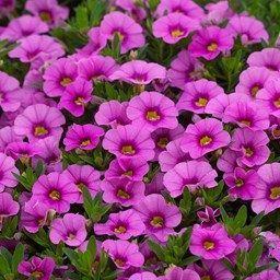 Калибрахоа Алоха ярко-розовая - Calibrachoa Aloha Kona Hot Pink