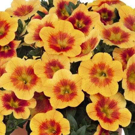 Калибрахоа темно-желтая с глазком - Calibrachoa Bloomtastic Honeycomb