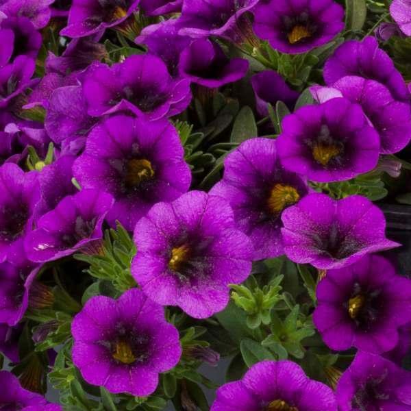 Калибрахоа фиолетово-синяя - Calibrachoa Bloomtastic Purple