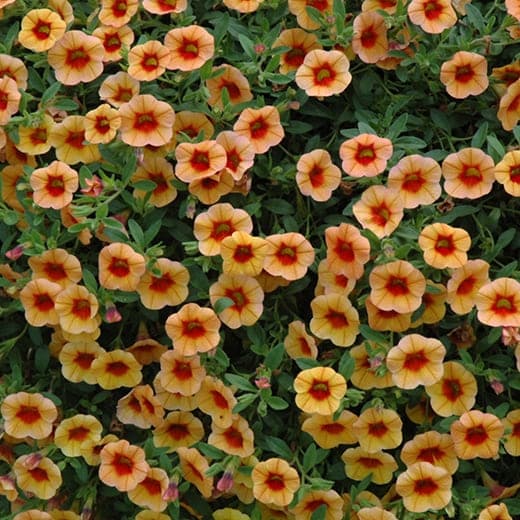 Калибрахоа Calita Compact Apricot Red Eye - Calibrachoa Calita Compact Apricot Red Eye