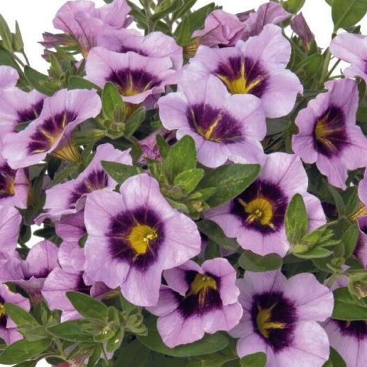 Калибрахоа лавандовая - Calibrachoa Hula Lavender