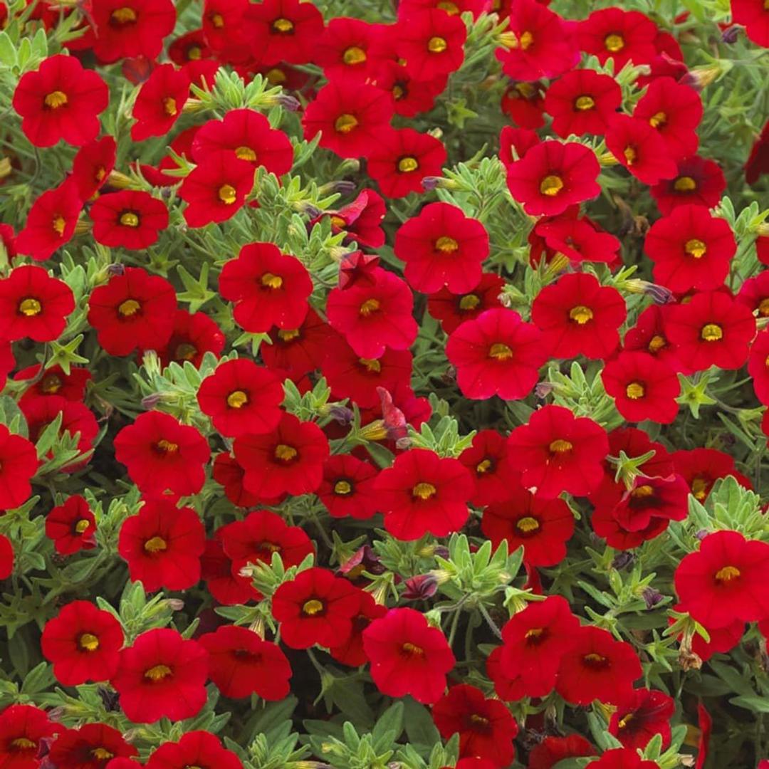 Калибрахоа Метро ярко-красная - Calibrachoa Metro Early Bright Red