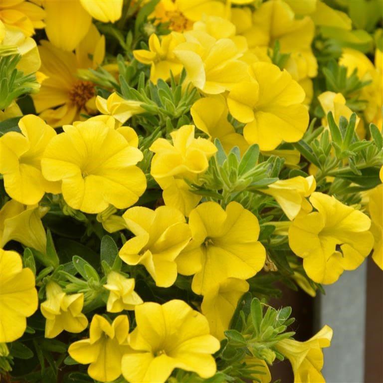 Калибрахоа Метро ярко-желтая - Calibrachoa Metro Early Bright Yellow