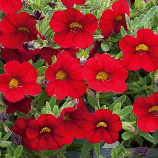 Калибрахоа Minifamous Neo Firestorm - Calibrachoa Minifamous Neo Firestorm