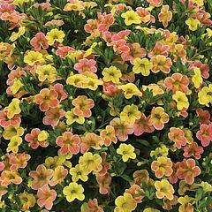 Калибрахоа желто-розовая - Calibrachoa Ombre Yellow