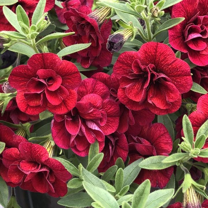 Калибрахоа Супербелз махровая красная - Calibrachoa Superbells Double Ruby