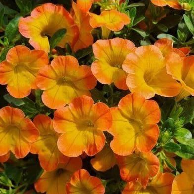 Калибрахоа Супербелз махровая оранжево-желтая - Calibrachoa Superbells Honey Peach