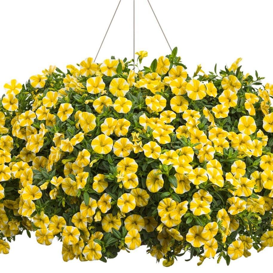 Калибрахоа Супербелз махровая лимонно-белая - Calibrachoa Superbells Lemon Slice