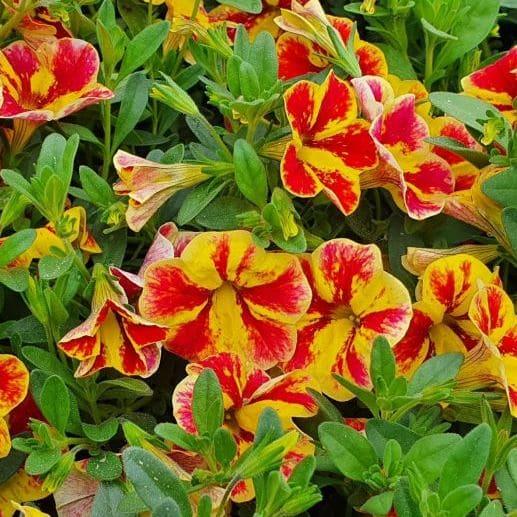 Калибрахоа Супербелз махровая красно-желтая - Calibrachoa Superbells Starburst Red