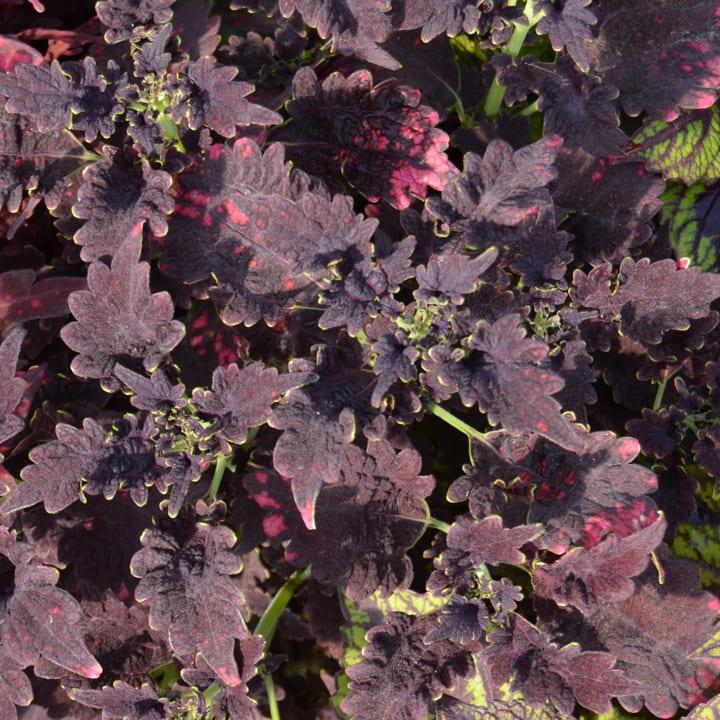 Колеус "Черный дракон" - Coleus Dragon Black