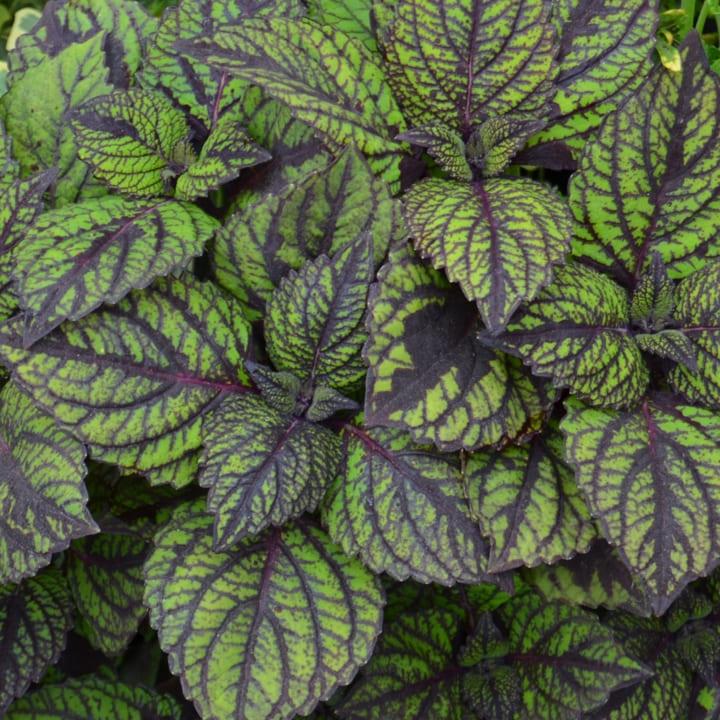 Колеус зеленый - Coleus Sun Green