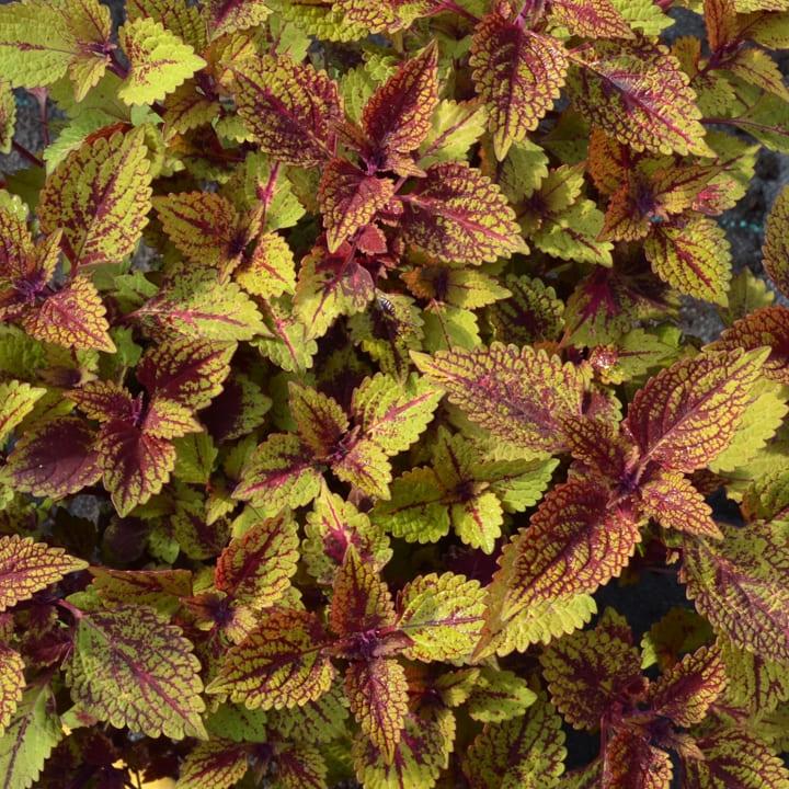 Колеус светло-зеленый - Coleus Sun Light Green