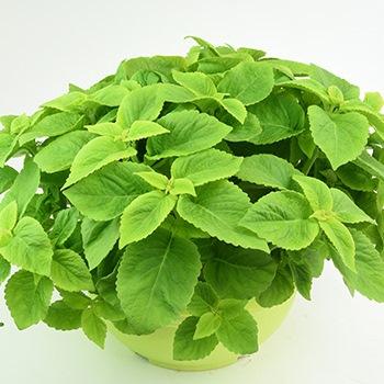 Колеус Sun Lime Delight - Coleus Sun Lime Delight